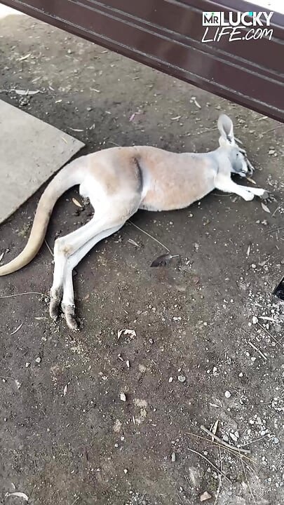 A Real Australian Experience With Aussie Hottie Jade Harper